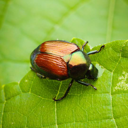 Controlling Japanese Beetles Around Your Plants | The Union Springs Herald